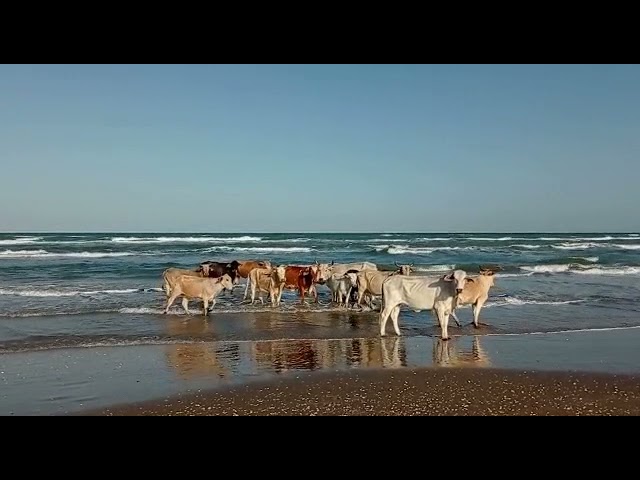Vaquitas marinas en playa Bagdad