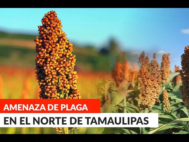 Las Breves de InoticiasMX. Miércoles 21 de abril