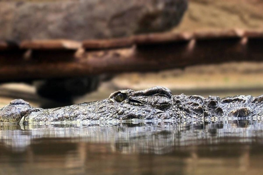 Buscan a cocodrilo suelto en poblado del estado de Hidalgo