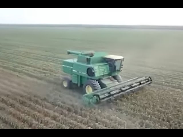 En San Fernando no ha sido tan buena la cosecha de sorgo