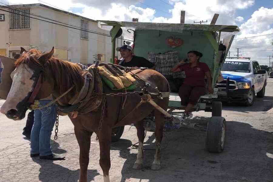 Buscan eliminar caballos de los carretoneros
