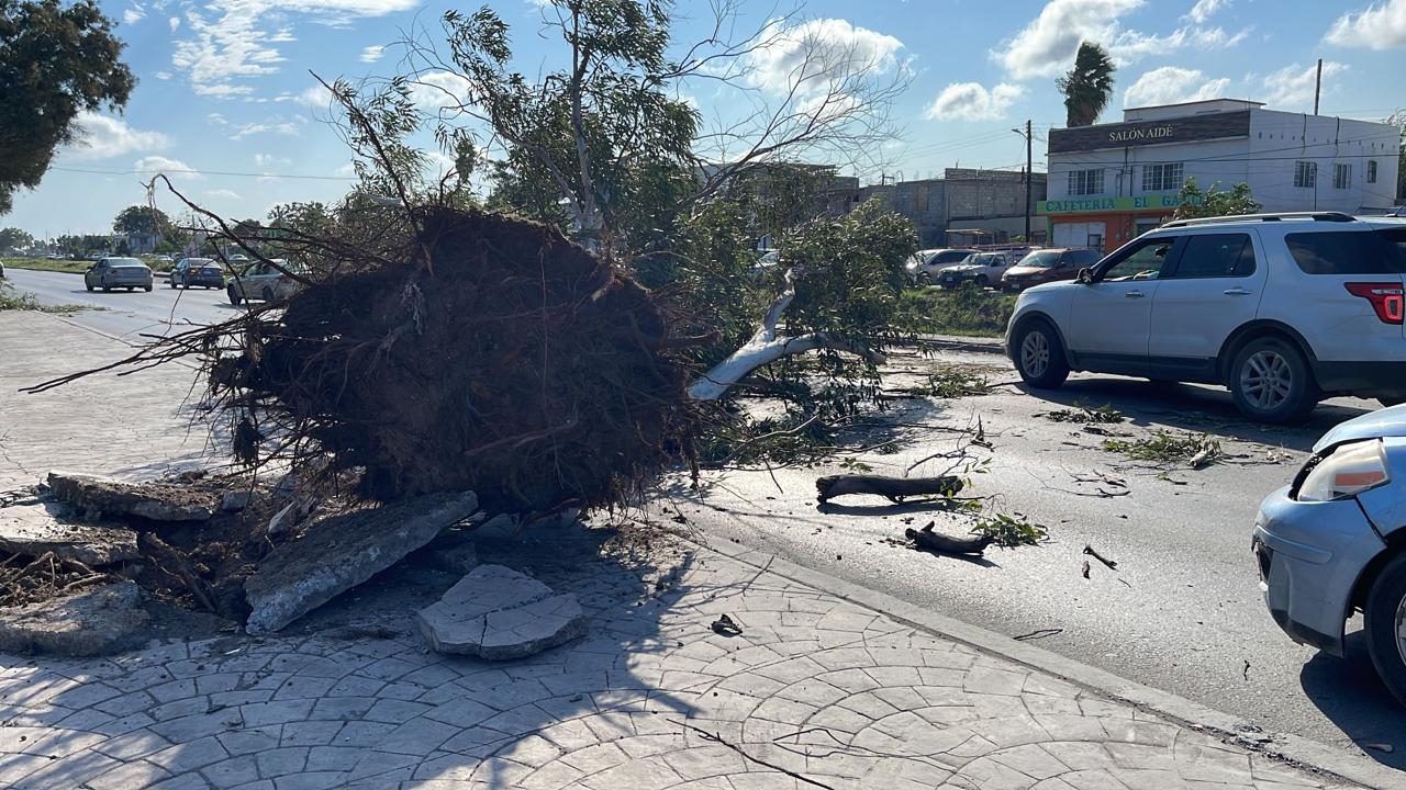 Cae árbol y daña vehículos en el Periférico