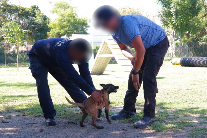 SSP-013-2022.-Guardia Estatal entrena a futuros integrantes de la Unidad Canina (3)