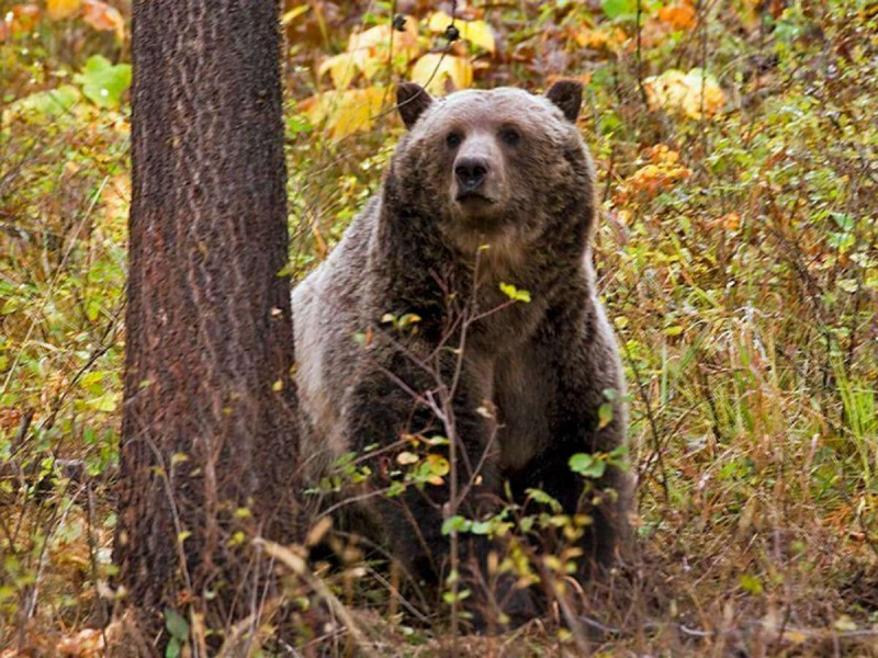 Sacrifican a 3 osos grizzly en Estados Unidos
