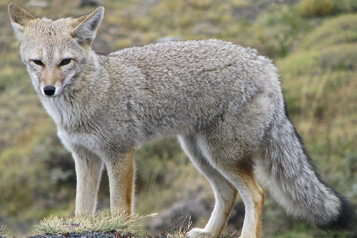 Zorro gris provoca brote de rabia en Sonora