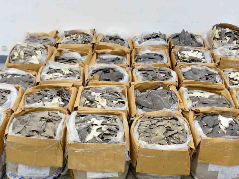 Decomisan en Hong Kong 1.2 toneladas de aletas de tiburón procedentes de México