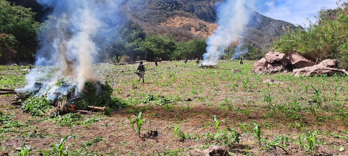 Destruyen plantíos de marihuana y Amapola