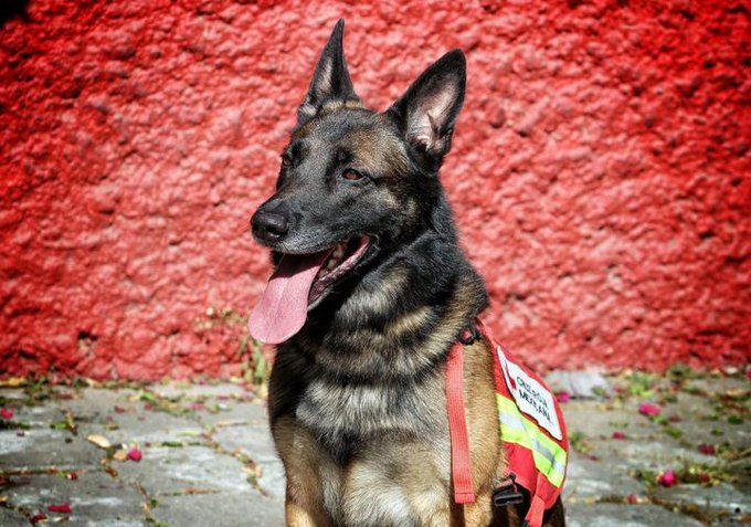 Fallece “Proteo” perro rescatista de la Sedena en Turquía