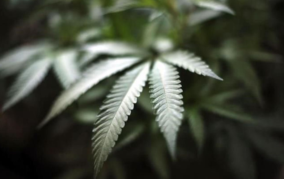 Da Cofepris primer permiso para cannabis