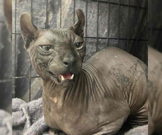 Se quedan en EU con gato egipcio tatuado