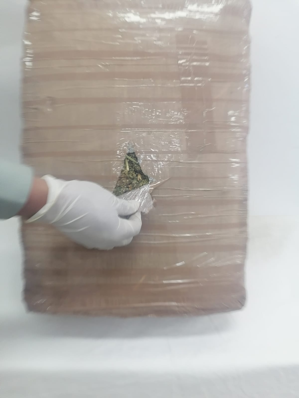 DETECTA ENVÍO DE APARENTE MARIHUANA EN AGUASCALIENTES
