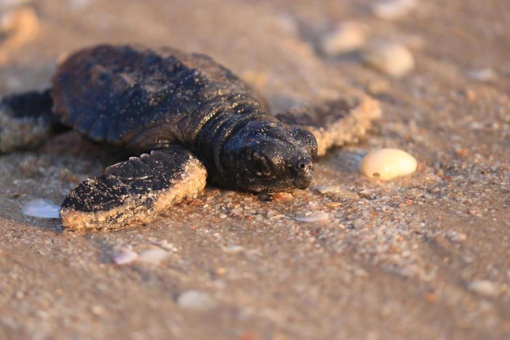 Libera Tamaulipas más de 52 mil crías de tortuga lora
