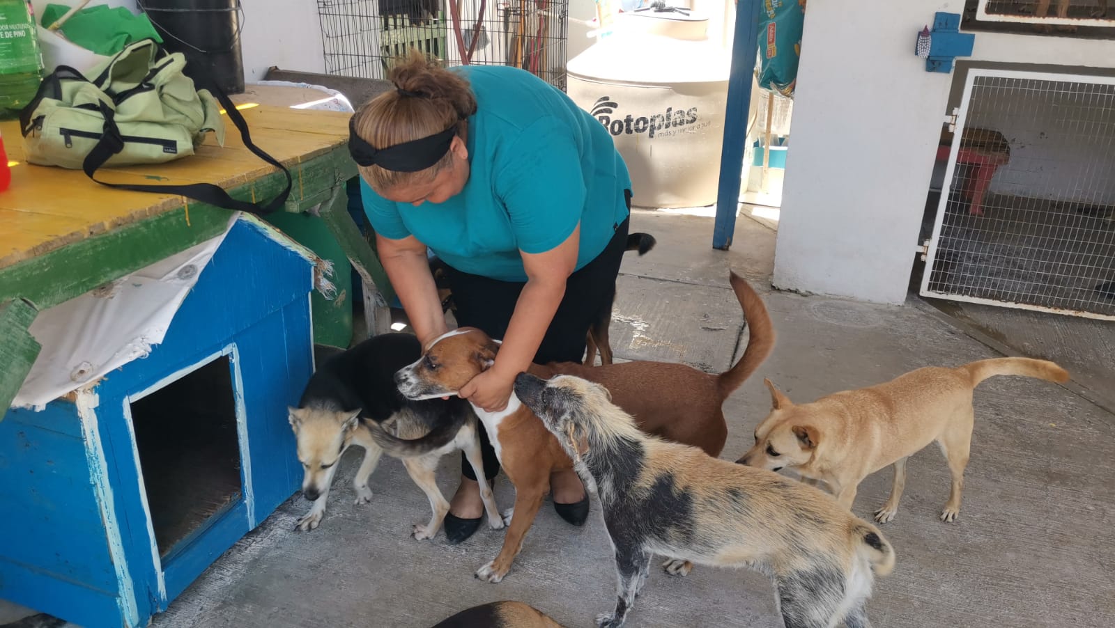 Realizarán crocreton para ayudar a 170 perros rescatados