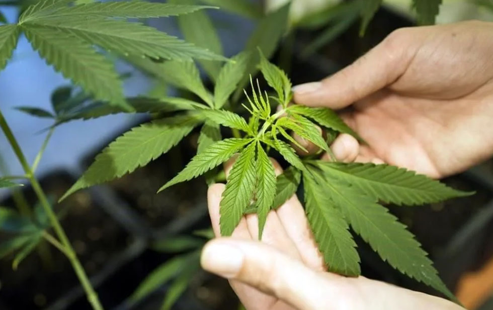 Avanza en Alemania ley de consumo de cannabis
