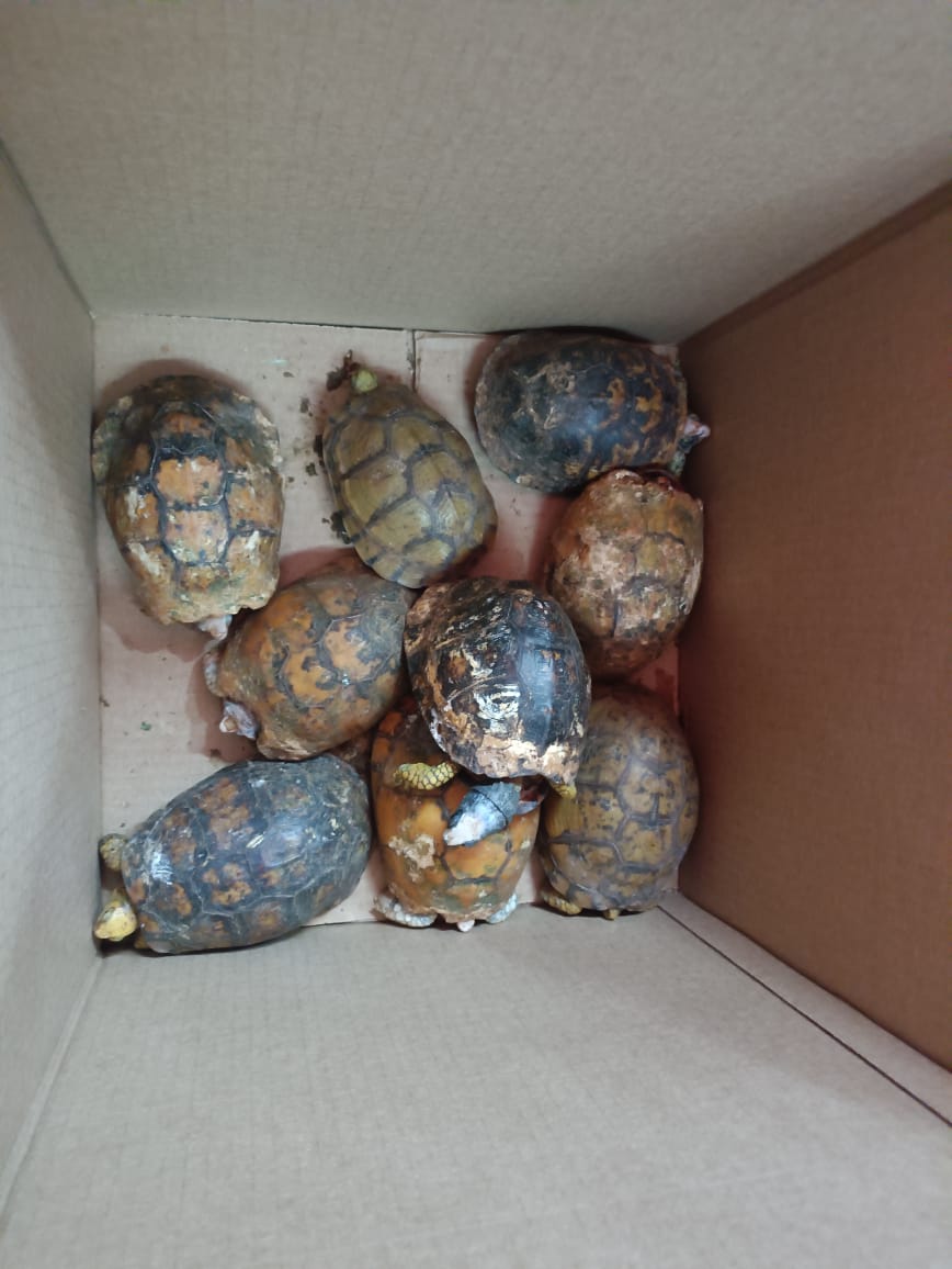 GUARDIA NACIONAL RESCATA  21 REPTILES VIVOS ENVIADOS POR PAQUETERÍA