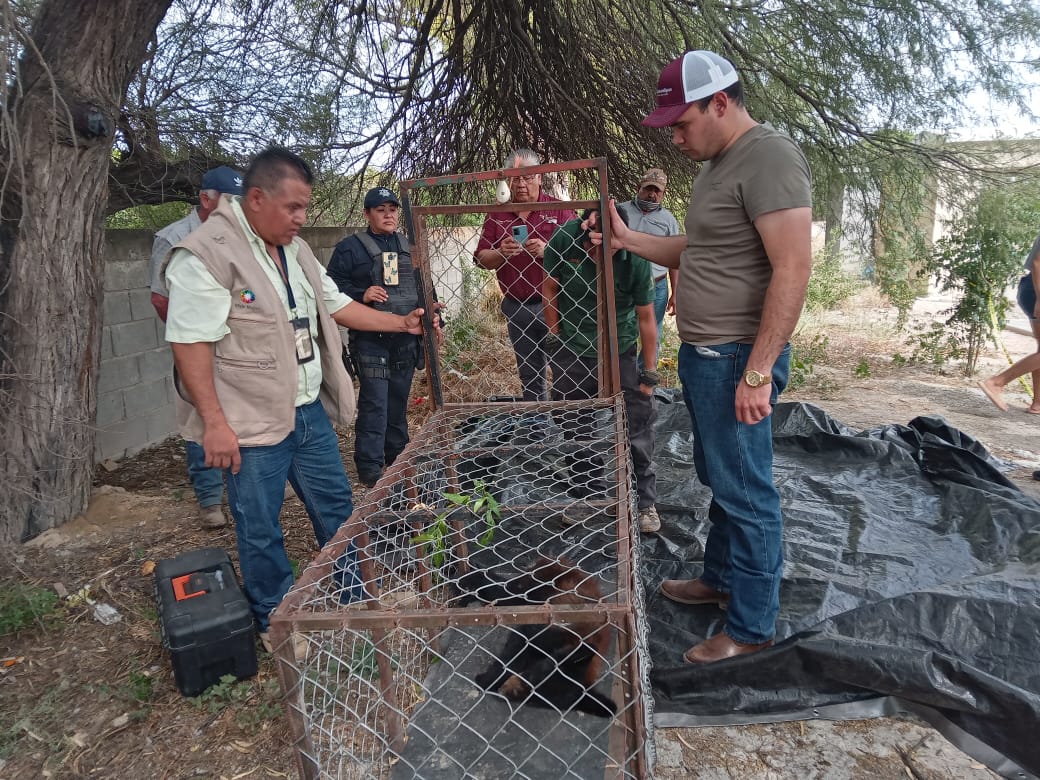 Guardia Estatal captura y resguarda a oso negro en Padilla
