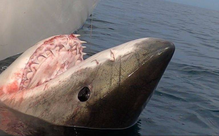 La presencia de un tiburón blanco por la costa de Tamaulipas