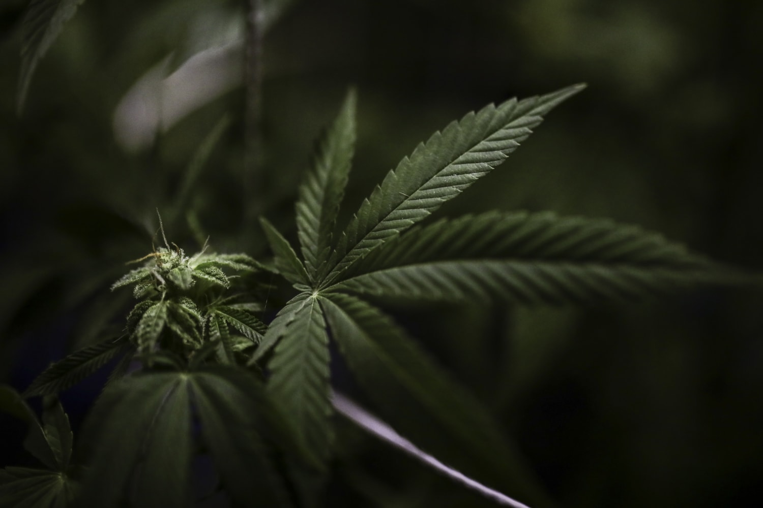 EU busca reclasificar la marihuana como una droga de menor riesgo