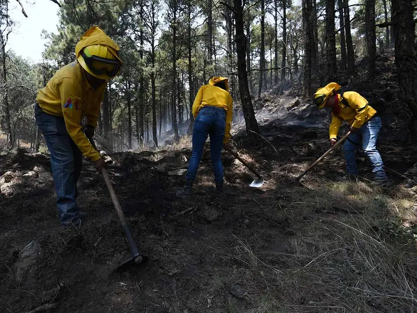Partido Verde propone apoyo económico para brigadistas de incendios forestales