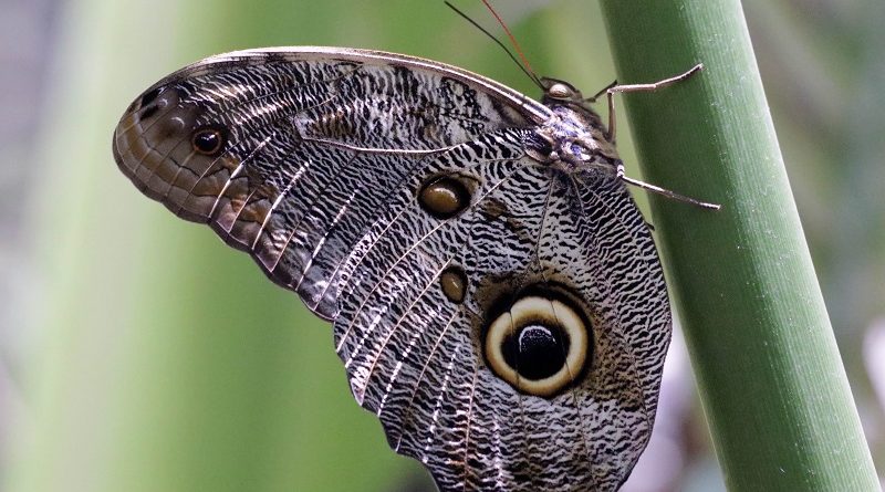 La relación entre las mariposas y el cambio climático