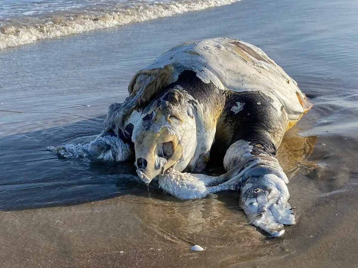CCA expone investigación contra México a causa de muerte masiva de tortugas caguama