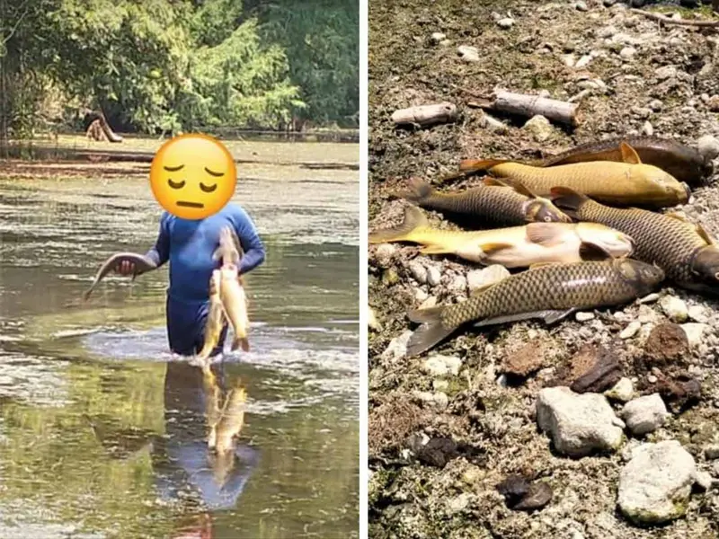 Hallan muertos a decenas de peces en huasteca hidalguense; esto sabemos