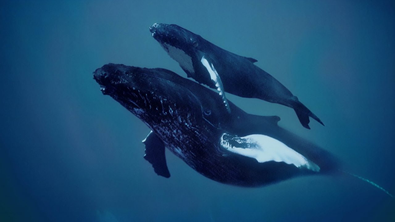 Científicos descifran un alfabeto en el canto de las ballenas