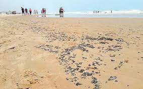 Las autoridades investigan chapopote en playas de Tamaulipas