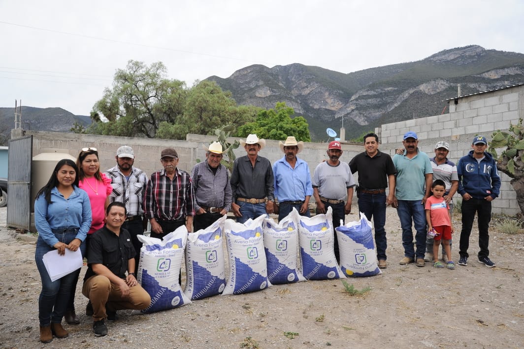 Impulsan siembra de avena forrajera en Miquihuana