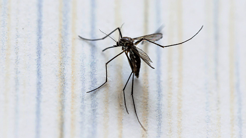Confirman 4 casos de dengue en Matamoros en el área de Las Brisas