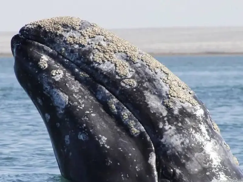 Cambio climático provoca encogimiento acelerado en ballenas grises