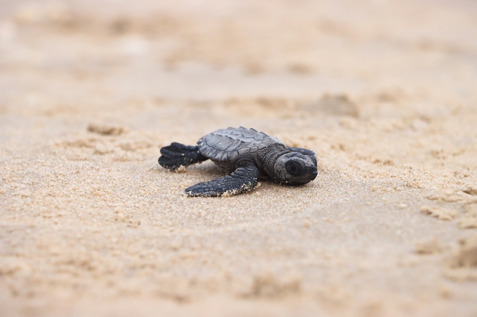 Prepara Comisión de Parques liberación de crías de tortuga lora en playas tamaulipecas
