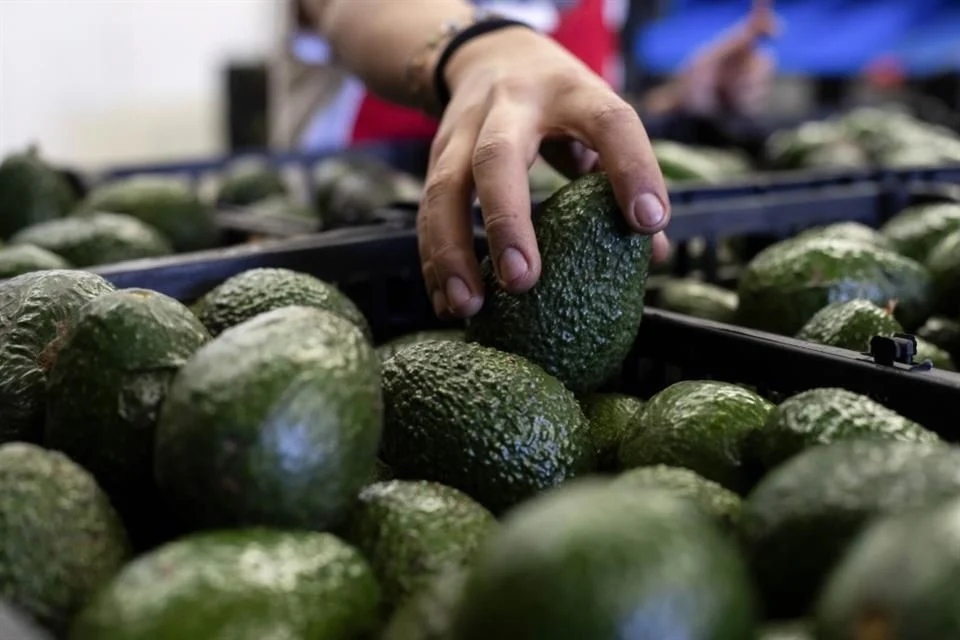 Reiniciará EU inspección de aguacate mexicano