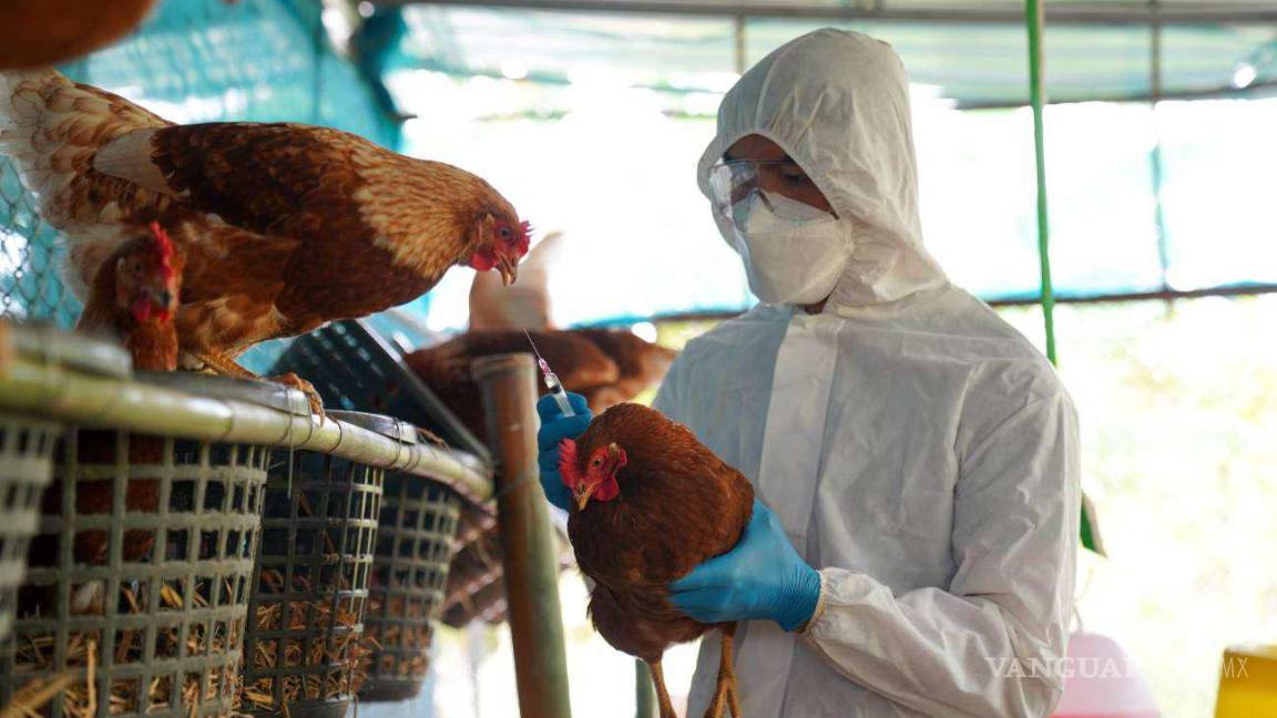 México ya tiene su primera muerte por gripe aviar