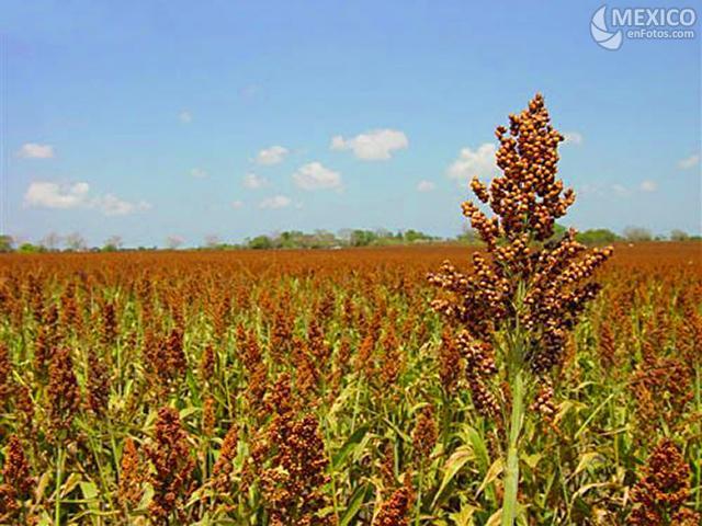 Cae 60% el apoyo a la agricultura y ganadería