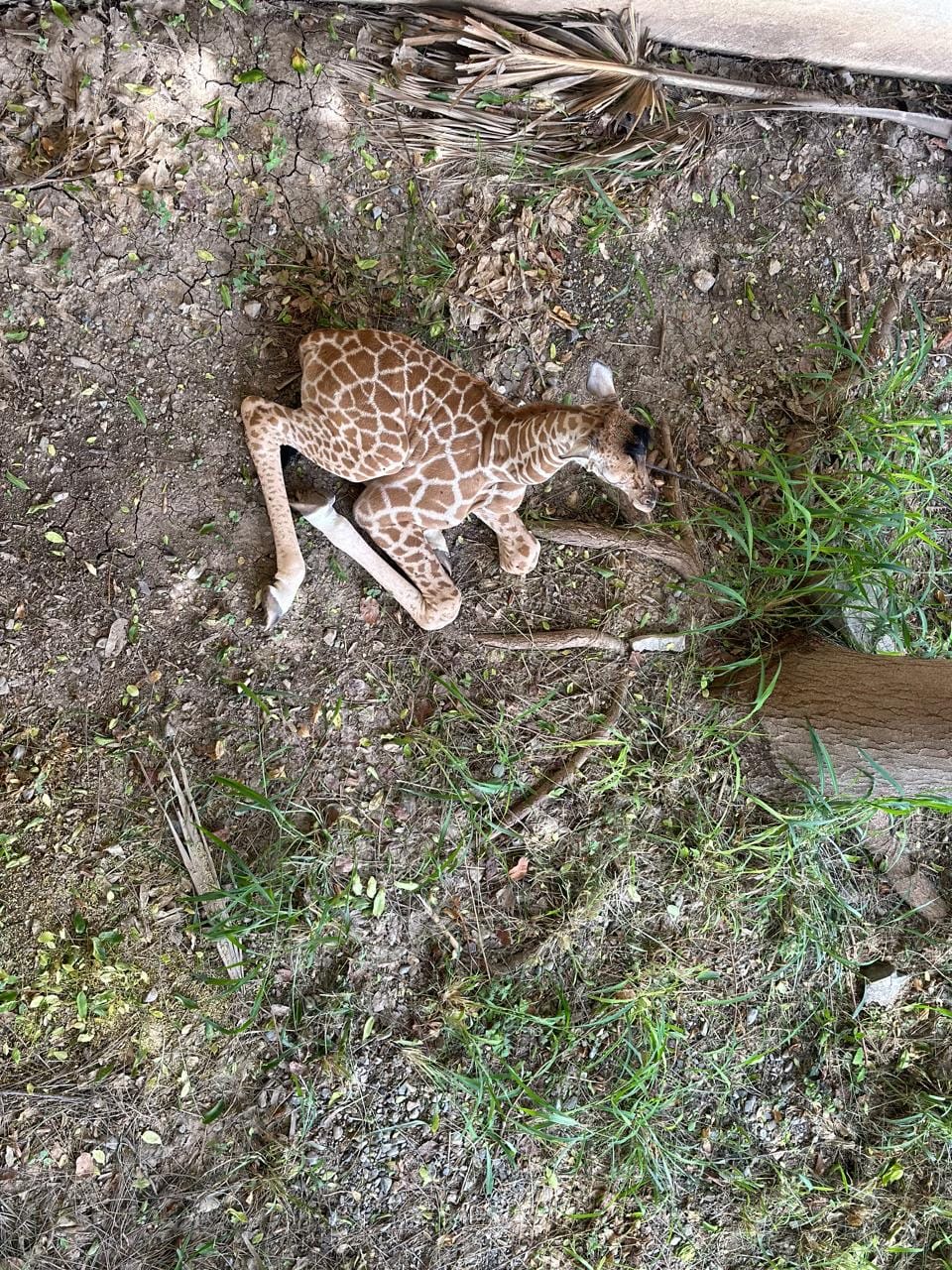 Nace jirafa en el zoológico Tamatán