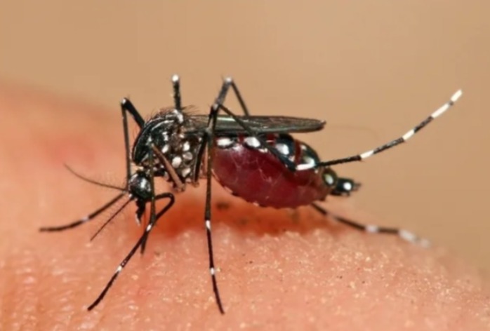 Dengue podría dispararse en Tamaulipas