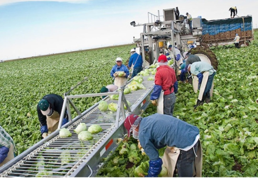 Canadá reducirá el programa de trabajadores temporales migrantes