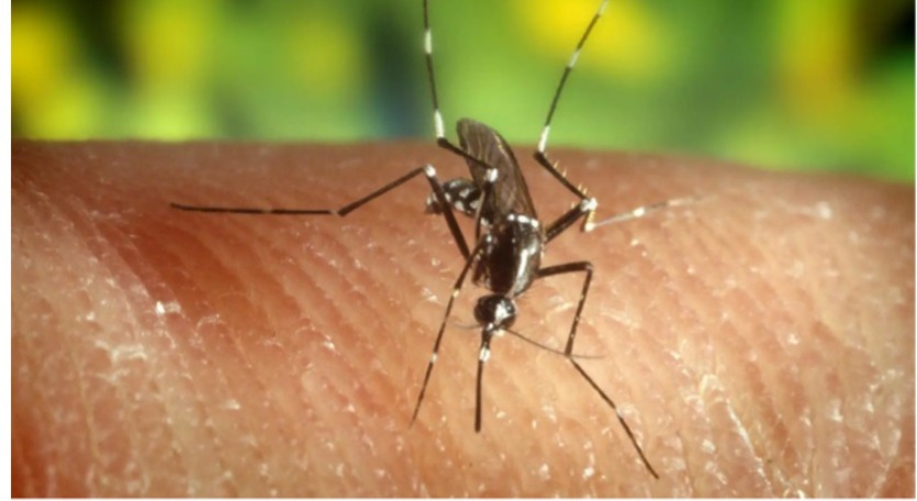 Investigan cuatro posibles casos del Virus del Nilo Occidental en Condado Hidalgo
