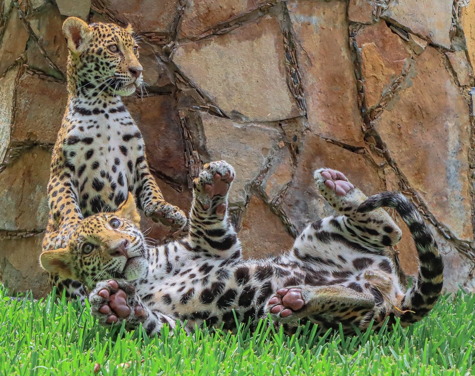Canalizará Comisión de Parques cachorros de jaguar donados a la Biósfera El Cielo