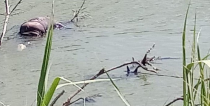Alertan a las autoridades sobre el hallazgo de un cuerpo que flotaba en el río Bravo
