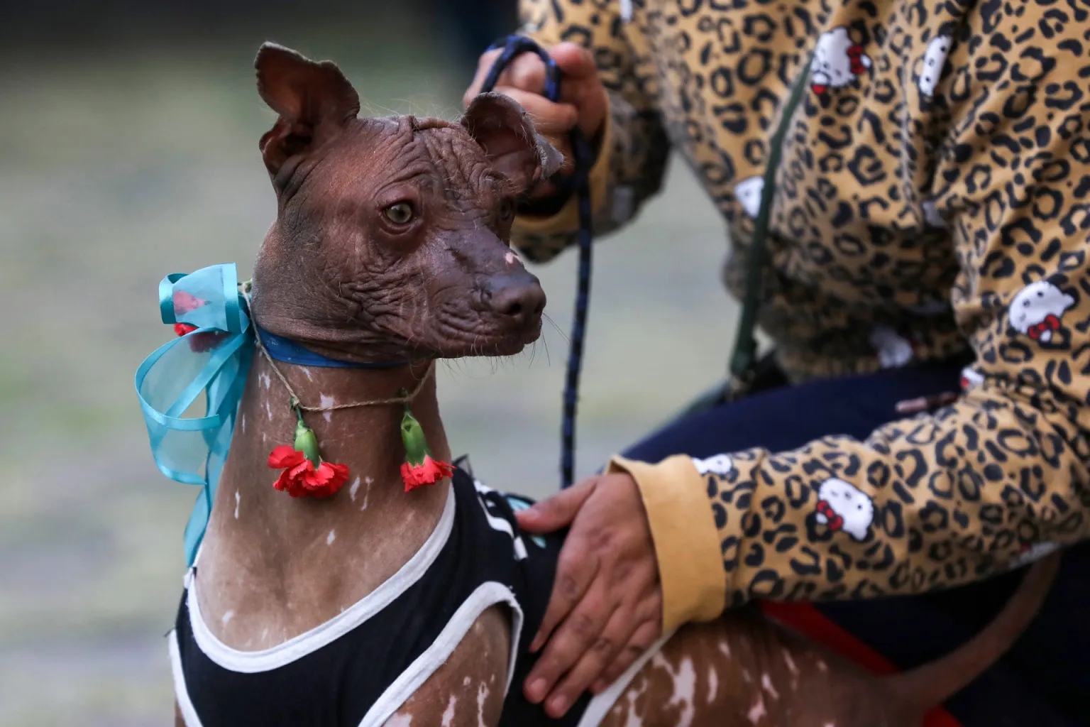 Aprueban reforma constitucional para prohibir maltrato a los animales