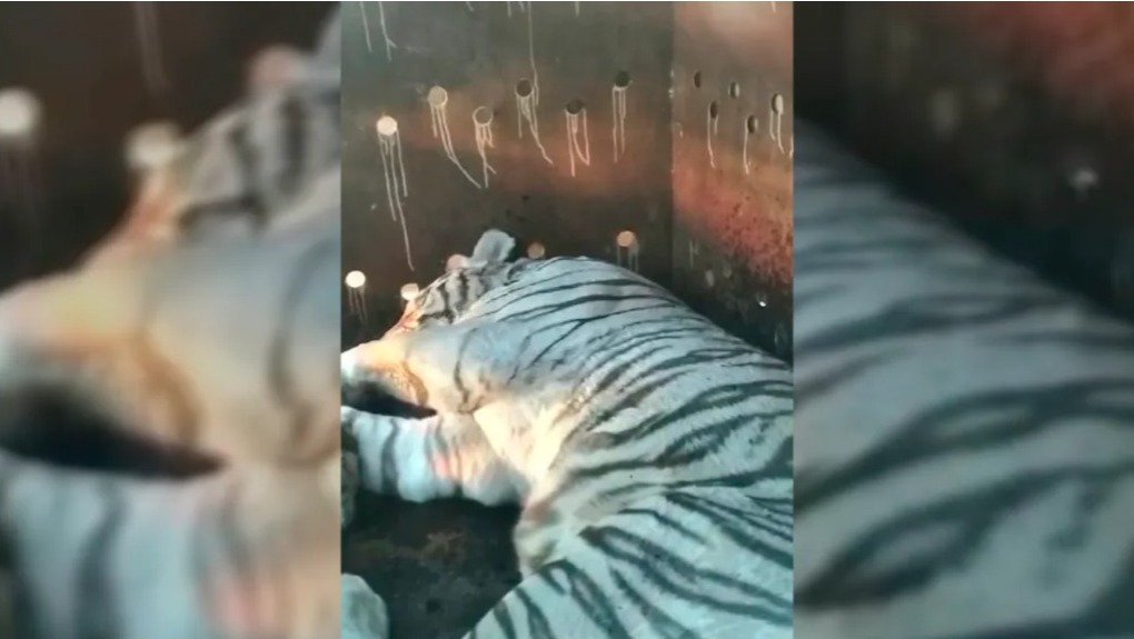 Aseguran dos tigres de bengala, armas y autos de lujo en finca de Culiacán