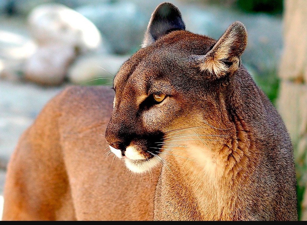 Gripe aviar mata a 20 felinos en santuario de Washington