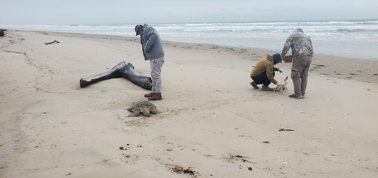 Rescata Comisión de Parques 40 tortugas verdes en playas