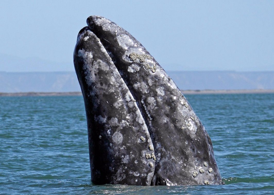¡Preocupante Disminución en los Avistamientos de Ballenas Grises!