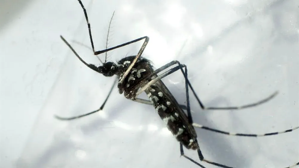 Emiten alerta epidemiológica por aumento de dengue por serotipo DENV-3