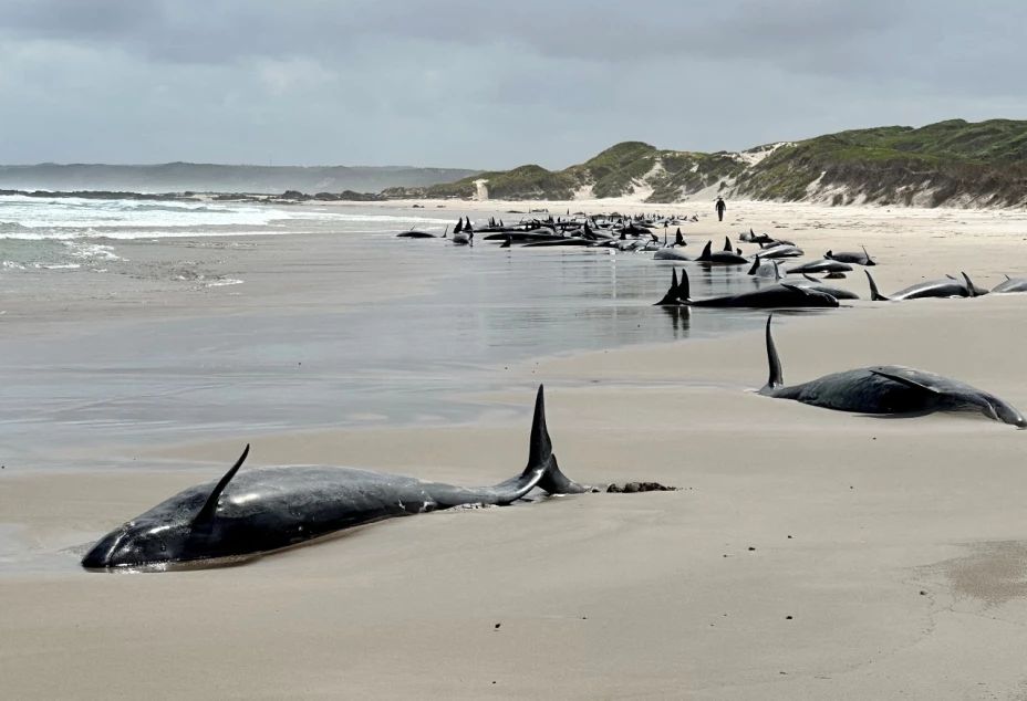 Hallan más de 150 falsas orcas varadas en Australia; autoridades luchan por salvarlas