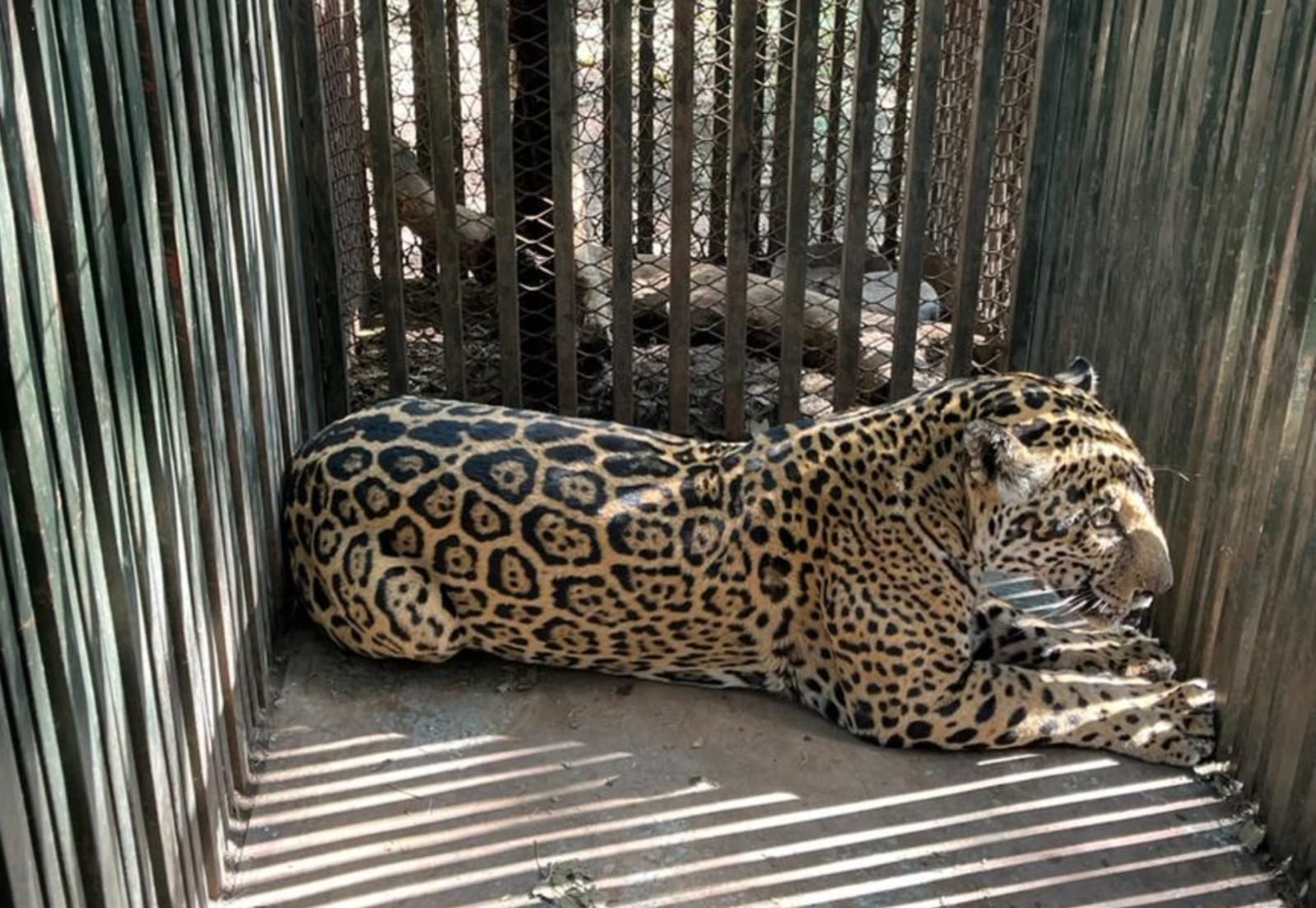 Aclara Comisión de Parques que jaguar atropellado no corresponde a Tamaulipas
