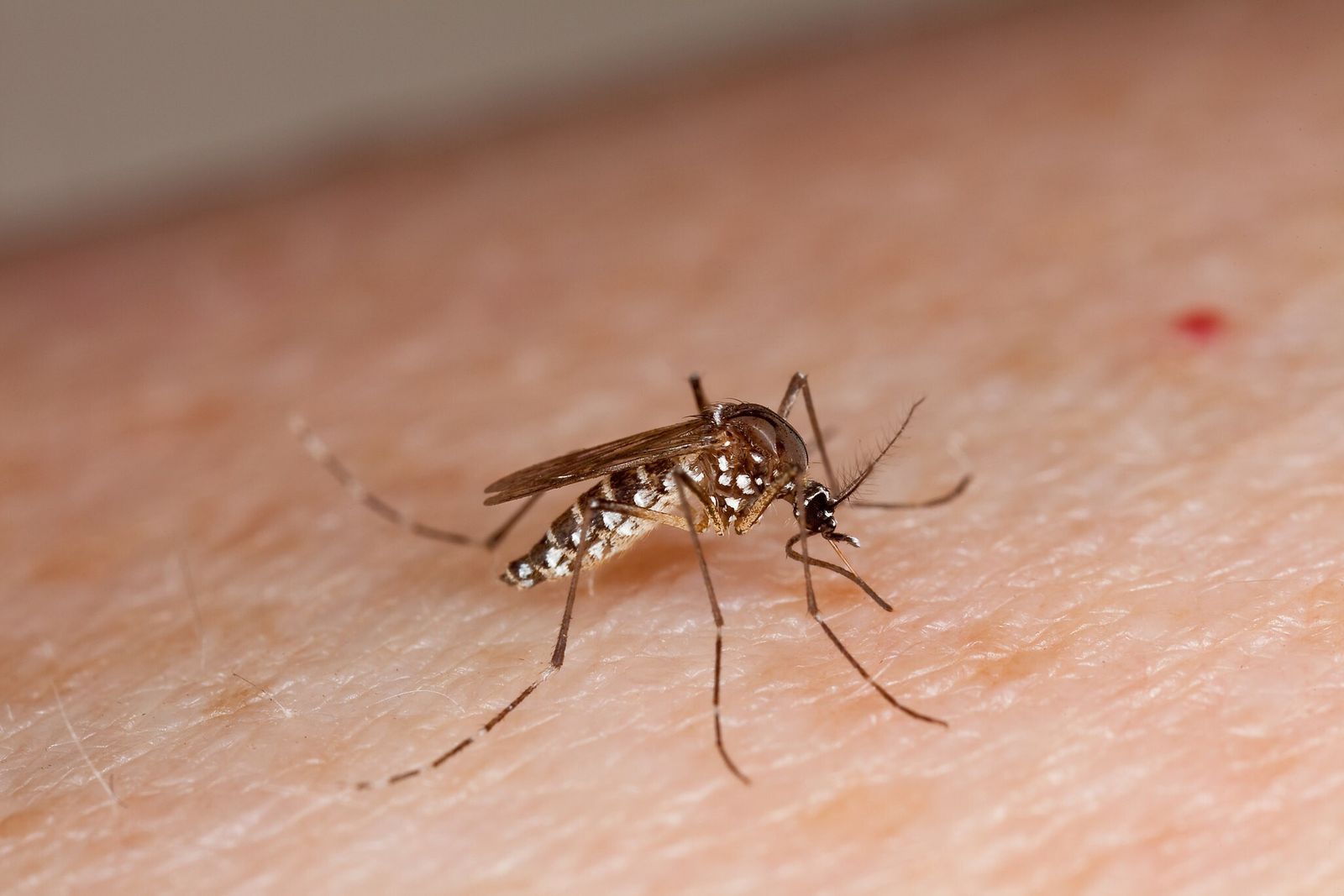 Participación comunitaria clave para eliminar criaderos y dengue: SST